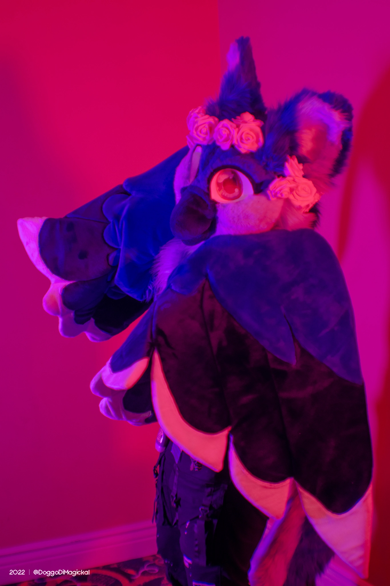 Delaware Furbowl 76 (June 2022)