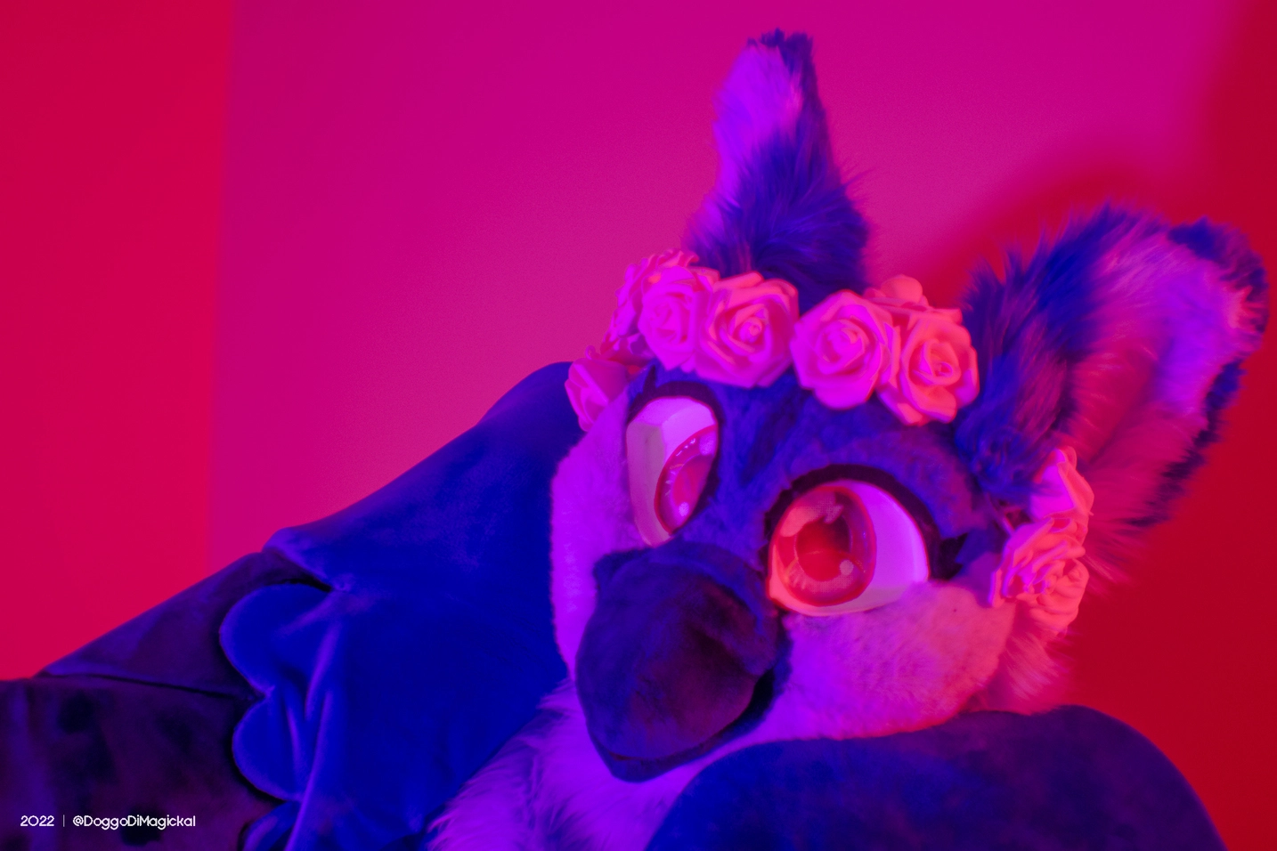 Delaware Furbowl 76 (June 2022)