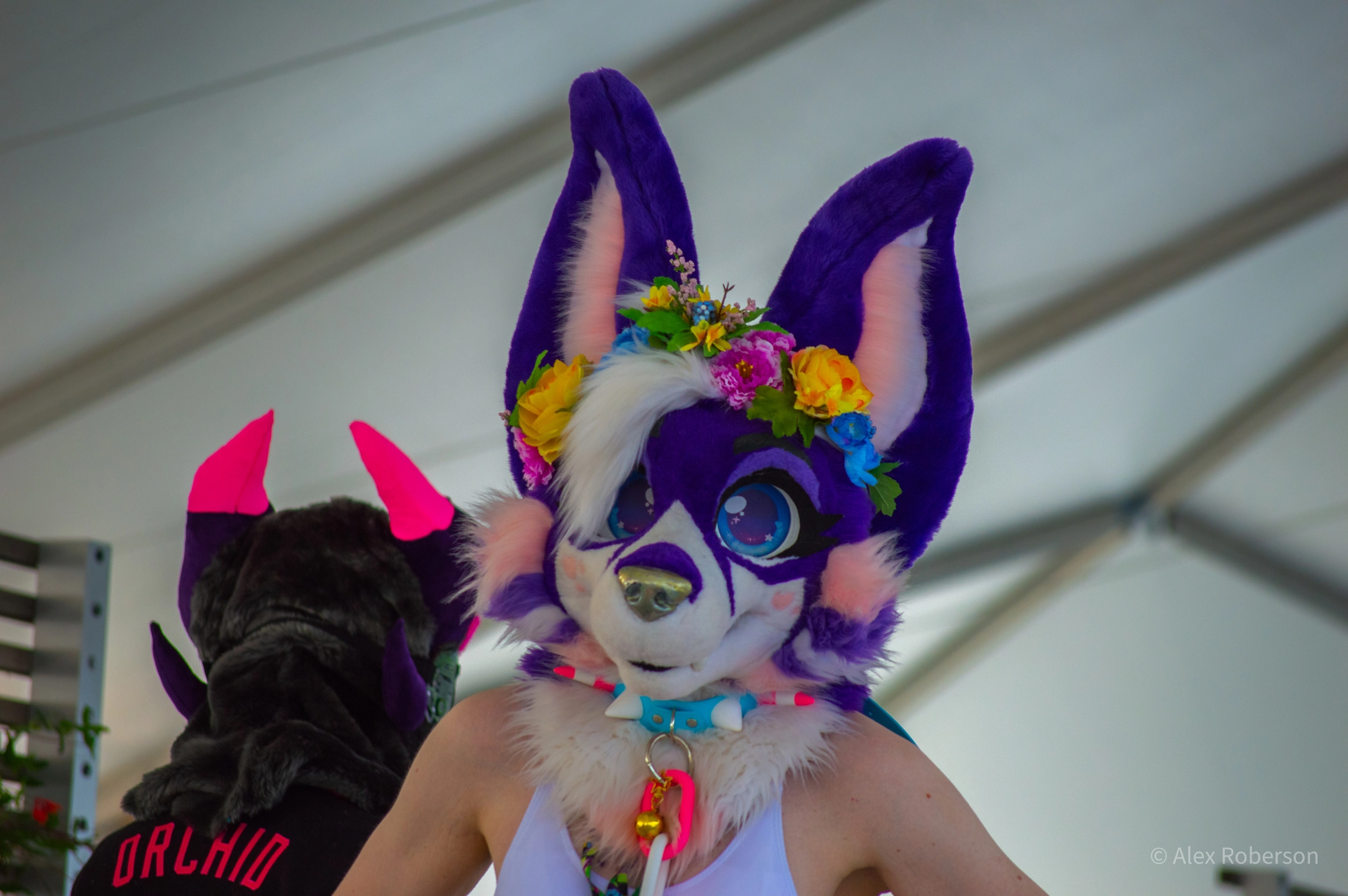 Anthrocon 2025 (July 2025)