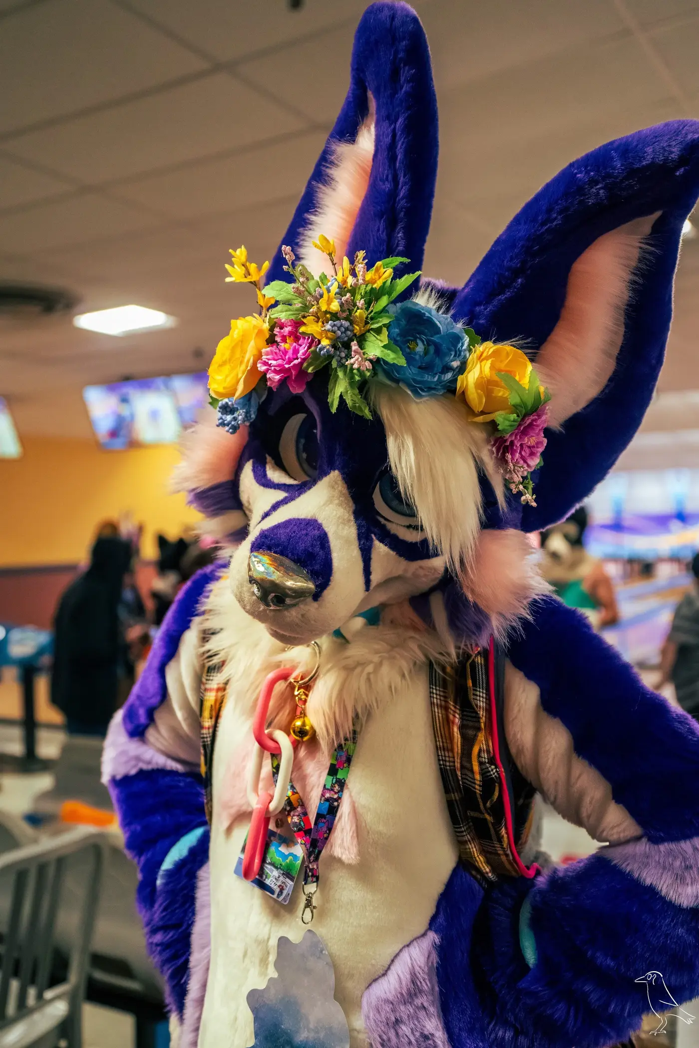 Delaware Furbowl 91 (June 2025)