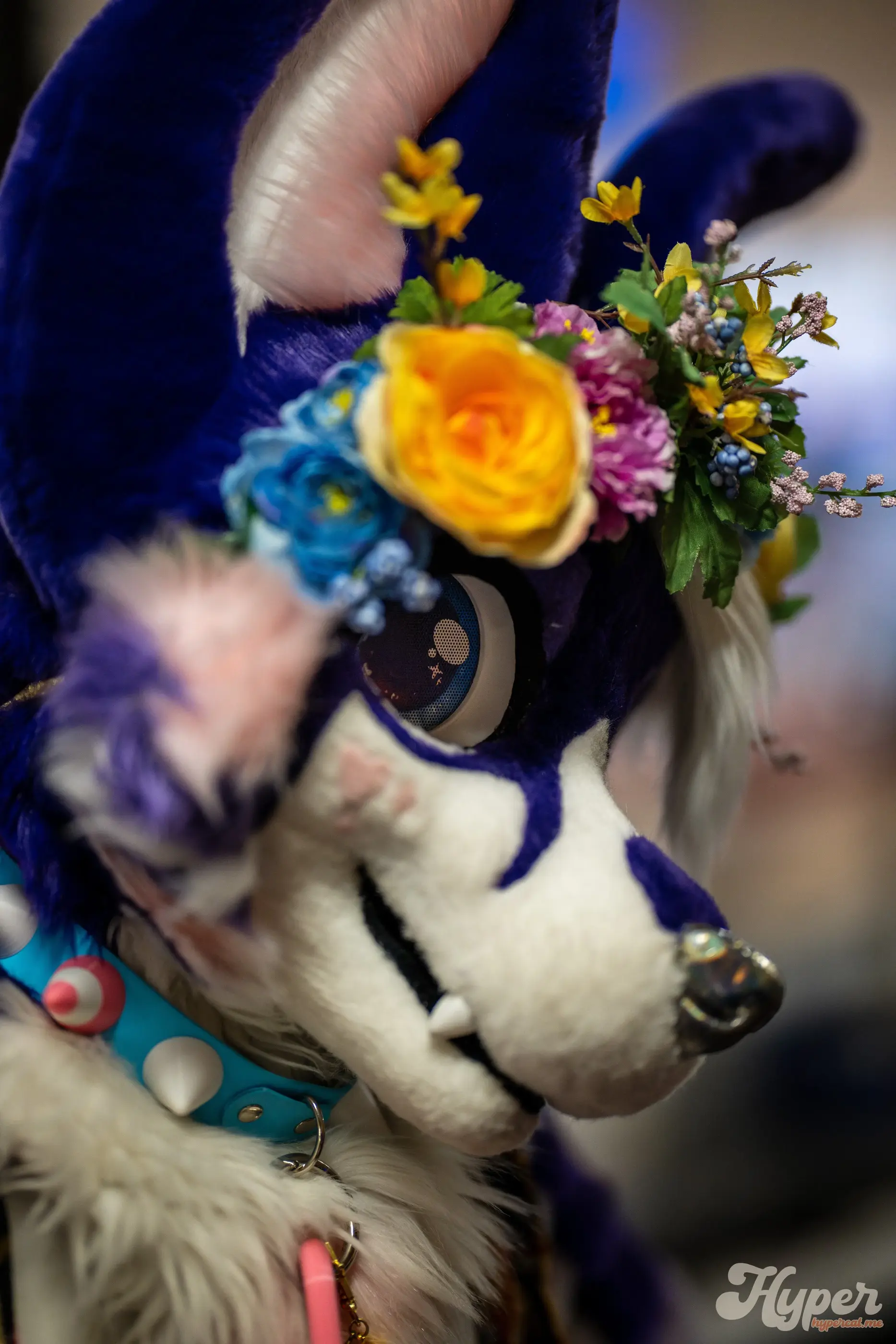 Delaware Furbowl 91 (June 2025)