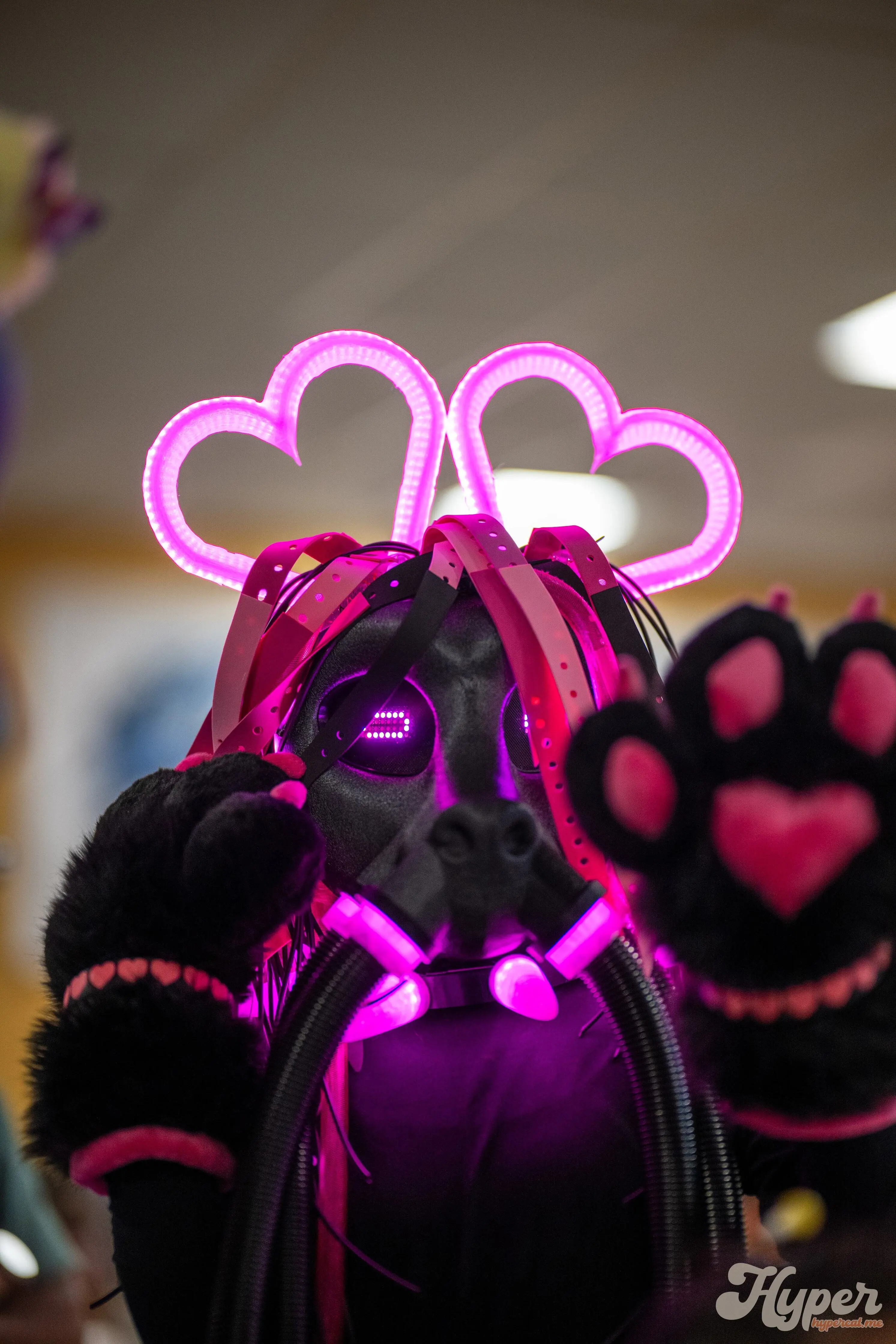 Delaware Furbowl 91 (June 2025)